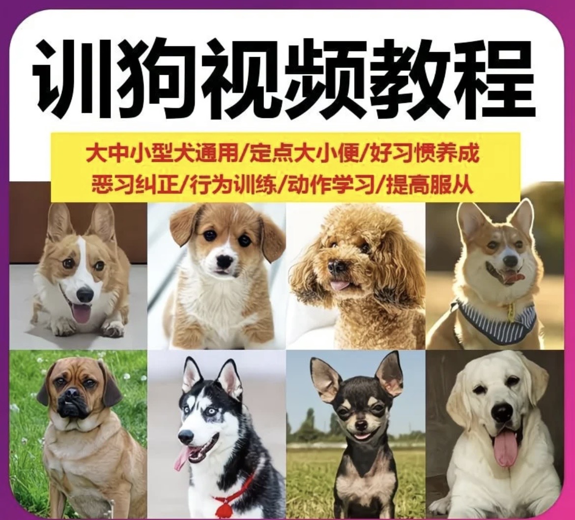 养狗3年，花了6000块送去训狗学校，都不如这套视频教程管用（全犬通用）